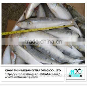 Frozen Whole IQF Tilapia Fish Farms in China thumbnail-5