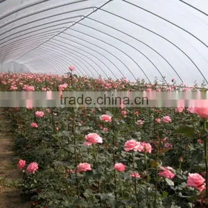 100mm Pvc Plastic Film Covered Tunnel Greenhouse For Private Agicultural Planting thumbnail-5