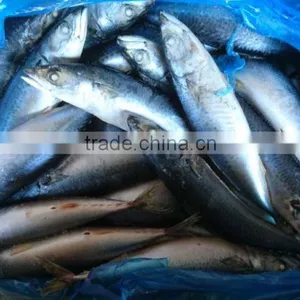 BQF New Catch Size 400/600 g Sea Frozen Pacific Mackerel thumbnail-1