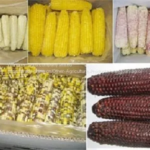 IQF Sweet Corn thumbnail-1