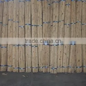 White Malacca, Mantang, Malacca, White Cane, Rattan, Cane, Rattan Cane, Rattan Pole, Pole, Cane Pole thumbnail-5