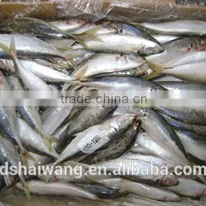 China Export Frozen Horse Mackerel Fish 100-120 Pcs thumbnail-1