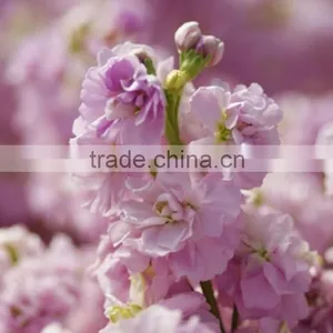 Love Theme Latest Flower Violet Fresh Cut Flowers thumbnail-2