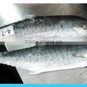 Frozen Pacific Mackerel thumbnail-1