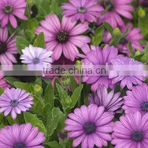 Ecklonis, Osteospermum, Flower Seeds , Herb Seed,vegetalbe Seed,fruit Seed,grass Seed thumbnail-1