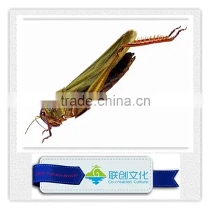 Theme Park Decorations Exhibit Insect thumbnail-1