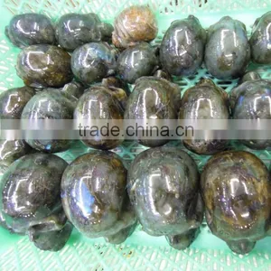 Charming FengShui Products Human Skull Model (medical Anatomical Model) thumbnail-2