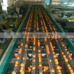 Fresh Valencia Orange thumbnail-2