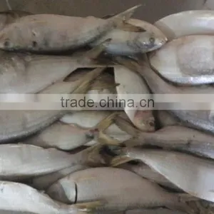 FROZEN SARDINE WHOLE ROUND thumbnail-2