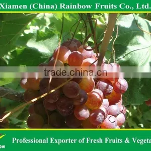 Fresh Yunnan Red Globe Grape With Good Taste Grapes Peru Seedless Grapes thumbnail-3