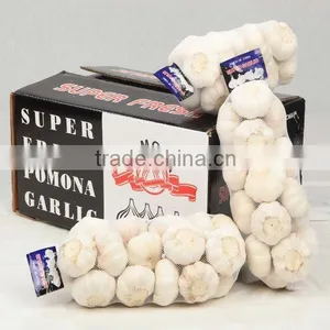Normal White Fresh Garlic With Carton Mesh Bag thumbnail-1