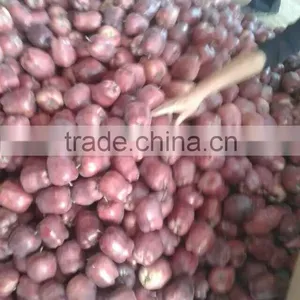 Huaniu Apples Red Delicous of Year 2015 thumbnail-5