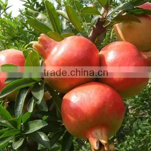 Pomegranate Tree Seedling thumbnail-1