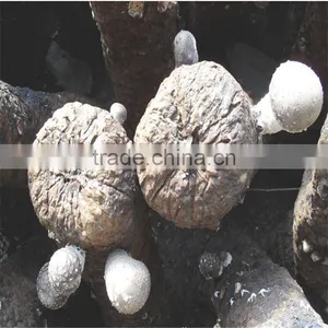 2016 Hot Selling Mushroom Prices,Shitake Mushroom Growing,Mushroom Logs thumbnail-1