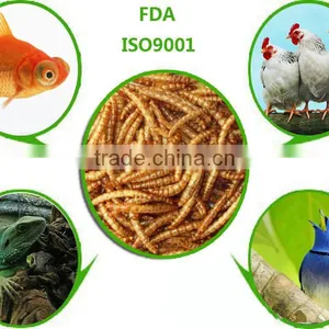 Aquarium Fish Food Yellow Mealworml / Mealworm of Poultry Feed thumbnail-1