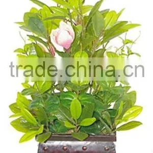 Indoor Home Garden Decorative 250cm Height Make Artificial Green Live Magnolia Bonsai Tree EXLYPZ06 0507 thumbnail-6