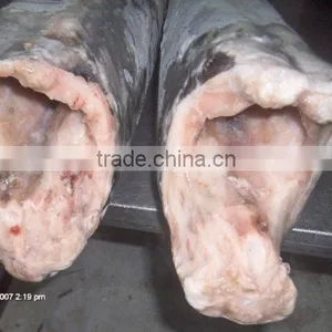 Sword Fish DWT thumbnail-1