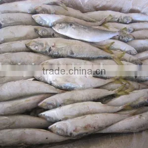 New Catched Frozen Horse Mackerel thumbnail-1