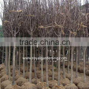 Magnolia Liliiflora (Red Magnolia)flower Trees thumbnail-3