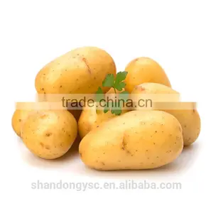 2016 New Crop Fresh Potato thumbnail-1