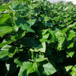 Mulberry Tree Seedling Guangxi Gui Sang You 12 Mulberry Seeds for Sericulture thumbnail-2