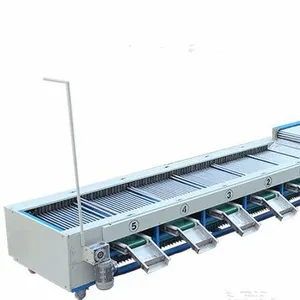 Jujube Sorting Machine Date Grading Machine thumbnail-1
