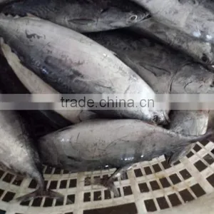 2015 Frozen Bonito Whole Round 500-750,750-1000,1000g+/pc for Marketing thumbnail-2