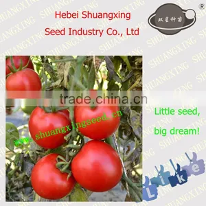 Fruit Seeds Tomato Seed for Processing thumbnail-1