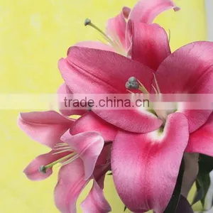 Reasonable Price New Coming Lily Flower From Kunming thumbnail-1