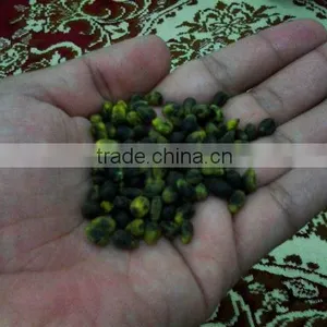 Queensland Bottle Tree Seeds, Brachychiton Rupestris Seeds thumbnail-1