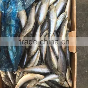 Whole Round of High Quality Sardinops Melanostictus in 2016 thumbnail-1