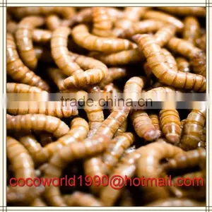 How to Feed Mealworms/mealworms Wholesale/culturing Mealworms thumbnail-3