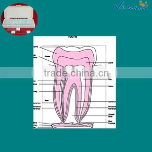 Mixed Human Dental Teaching Microscope Prepared Slides Set thumbnail-1