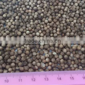 Coriander thumbnail-1