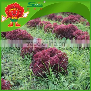 Frozen Transport Red Leaf High Quality Leaf Lettuce thumbnail-1