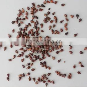 2016 High Germination Rate Big Delicious Grape Seeds for Sale thumbnail-6