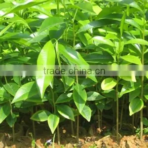 AGARWOOD SEEDLING thumbnail-4