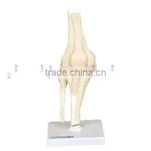 Human Knee Joint thumbnail-1
