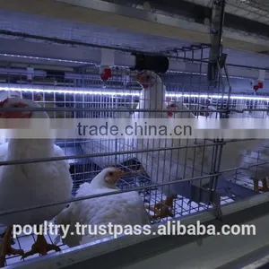 Poultry Cages thumbnail-2