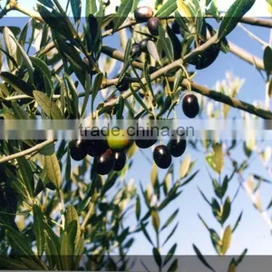 China Factory HDPE Plastic Olive Collecting/collection/harvest Nets thumbnail-2