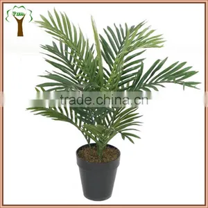 60cm Mini Areca Palm Bonsai for Export Sale thumbnail-1