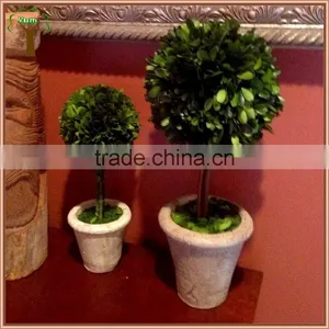 Decorative Single Prserved Boxwood Ball Tree thumbnail-4