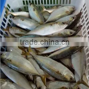 New Catching Indian Mackerel thumbnail-2