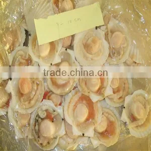 Frozen Cooked Scallop Shell thumbnail-1