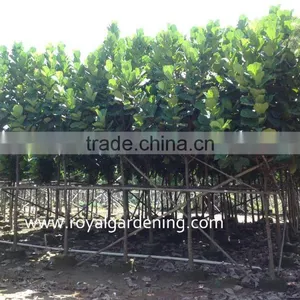 Ficus Lyrata Tropical Trees thumbnail-1