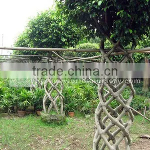 Ficus Microcarpa Cage Shape Farm thumbnail-1