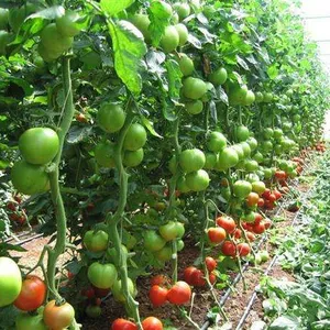 Single-/Multi-Span Plastic Film Greenhouse for Africa Vegetable Planting thumbnail-5