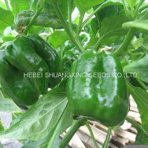 High-yielding Big Green Pepper Seeds Vegetable Seeds thumbnail-3