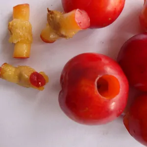 Cherry Pitting Machine / Olive Seed / Cherry Pit Removing Machine thumbnail-3