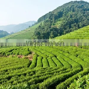 Factory Directly Provide China Supplier Green Tea 4011 AAA thumbnail-3